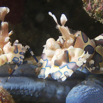 Harlequin shrimp